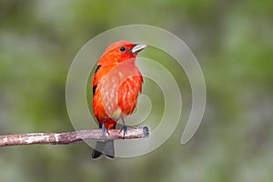 Scarlet Plumage photo